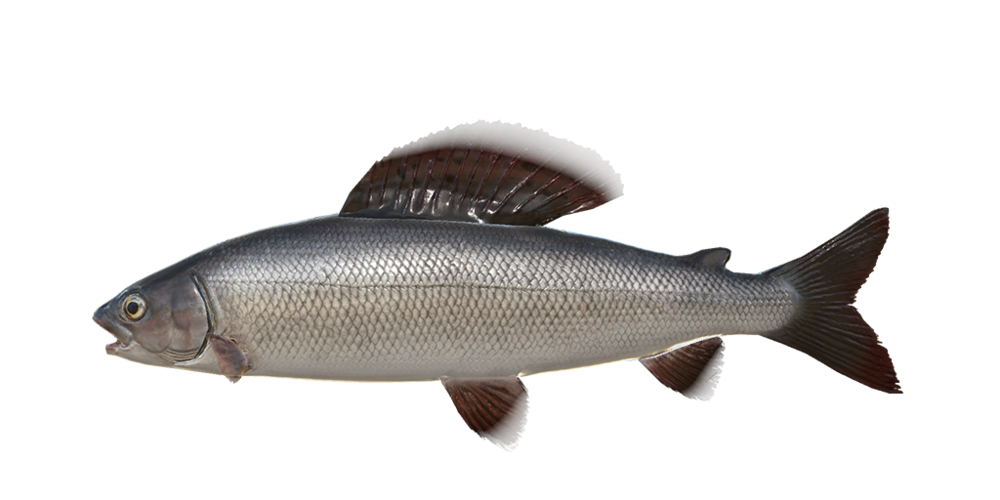 Äsche Europäische - Fischarten - Russian Fishing 4