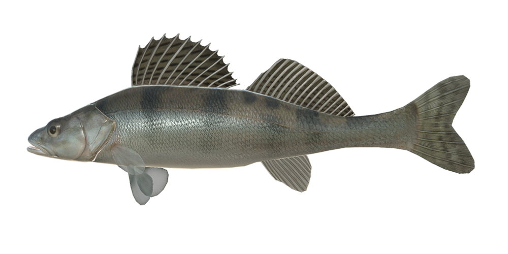 Sander volgensis Especies de peces Russian Fishing 4