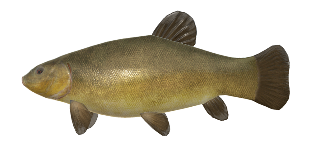 Tenca - Especies de peces - Russian Fishing 4