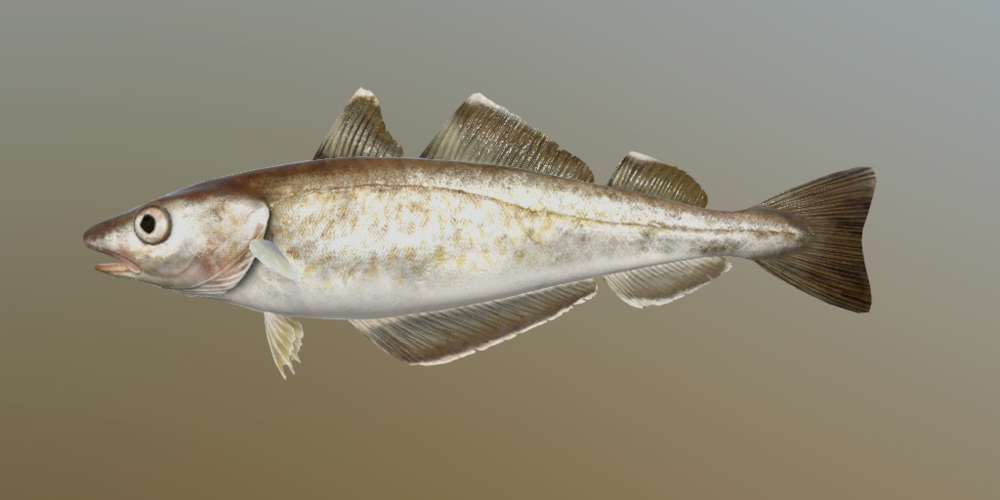 Wittling - Fischarten - Russian Fishing 4