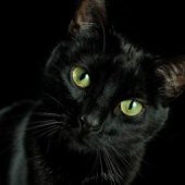 RubbldiKatz