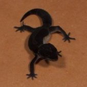 Geckoblack