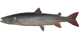 taimen_b.png