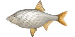 Fisch der Woche - Sibirische Plötze [02. März - 09. März] - Fisch der ...