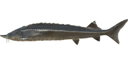 sterlet_b.png
