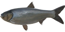 s_carp_b.png